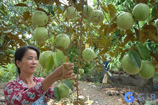 Mơ thấy vú sữa đánh đề con gì – Phân tích chiêm bao dựa bào tình tiết Mơ thấy vú sữa đánh đề con gì - Phân tích chiêm bao dựa bào tình tiết