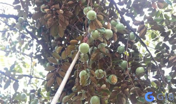Mơ thấy vú sữa đánh đề con gì – Chiêm bao là lời nhắc nhở trong tương lai Mơ thấy vú sữa đánh đề con gì - Chiêm bao là lời nhắc nhở trong tương lai