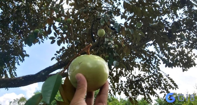 Mơ thấy vú sữa đánh đề con gì để mau chóng đổi vận? Mơ thấy vú sữa đánh đề con gì để mau chóng đổi vận?