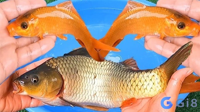 Đánh đề 33, 77 khi mộng thấy mua cá chép Đánh đề 33, 77 khi mộng thấy mua cá chép