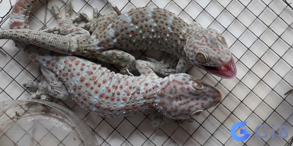Thắng lớn khi Tắc kè vào nhà kêu 5 tiếng Thắng lớn khi Tắc kè vào nhà kêu 5 tiếng
