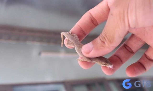 Mơ thấy thằn lằn rơi trúng người đánh số mấy? bạn có biết không? Mơ thấy thằn lằn rơi trúng người đánh số mấy? bạn có biết không?