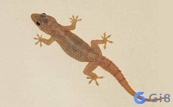 Thằn lằn kêu, rơi trúng người đều có điềm báo, vậy thằn lằn rơi trúng người đánh số mấy? Thằn lằn kêu, rơi trúng người đều có điềm báo, vậy thằn lằn rơi trúng người đánh số mấy?