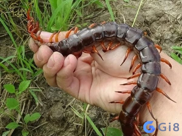 Giấc mơ mơ thấy hai con rết cắn nhau mang đến một thông điệp tốt đẹp và may mắn Giấc mơ mơ thấy hai con rết cắn nhau mang đến một thông điệp tốt đẹp và may mắn