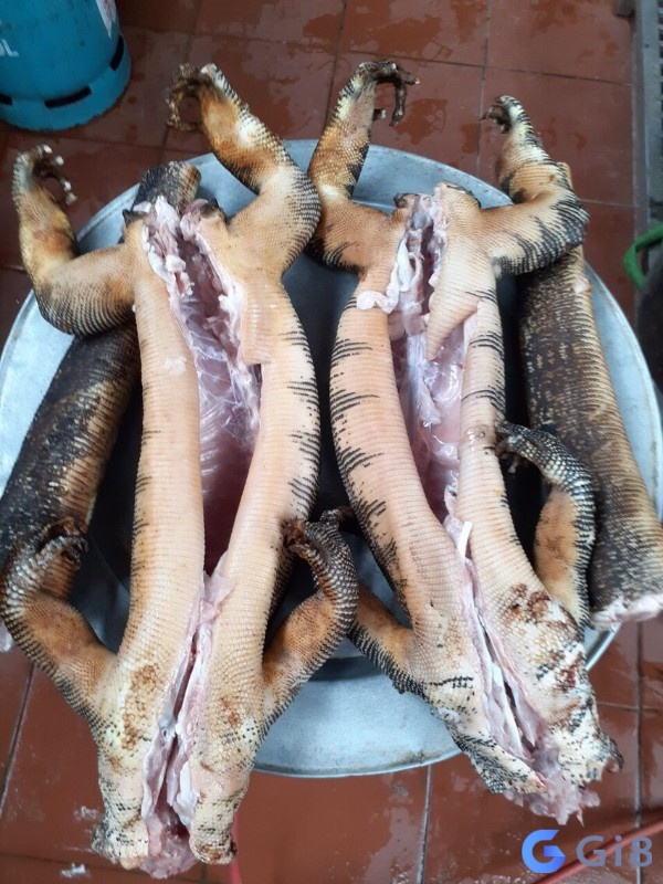 Kỳ đà số mấy – Giấc mơ giúp tiên đoán chuyện tương lai Kỳ đà số mấy - Giấc mơ giúp tiên đoán chuyện tương lai