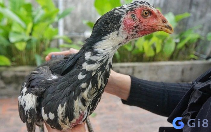 Mơ gà chọi đánh con gì – Mơ gà chọi có nhiều bối cảnh xảy ra Mơ gà chọi đánh con gì - Mơ gà chọi có nhiều bối cảnh xảy ra