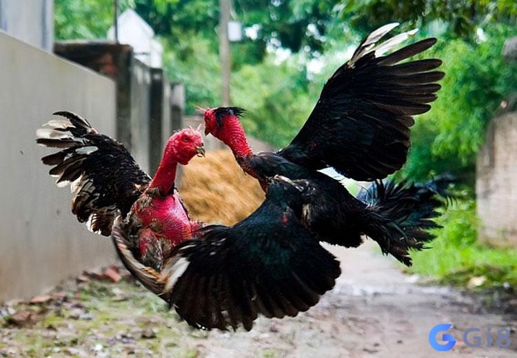 Mơ gà chọi đánh con gì – Gà chọi mang hình tượng cương mãnh, oai vệ Mơ gà chọi đánh con gì - Gà chọi mang hình tượng cương mãnh, oai vệ