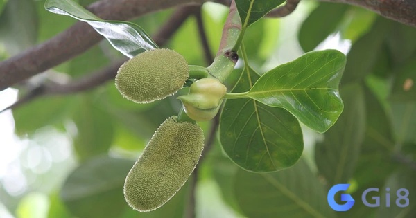 Mo thay mit giúp chủ mơ tiên đoán chuyện tương lai Mo thay mit giúp chủ mơ tiên đoán chuyện tương lai