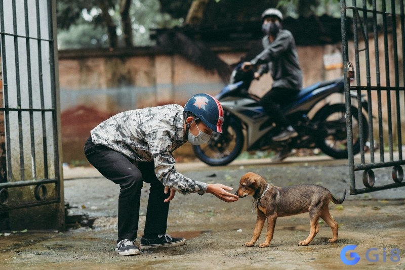 Mơ thấy ai đó ăn trộm chó mang đến một thời điểm tốt để thực hiện các kế hoạch Mơ thấy ai đó ăn trộm chó mang đến một thời điểm tốt để thực hiện các kế hoạch