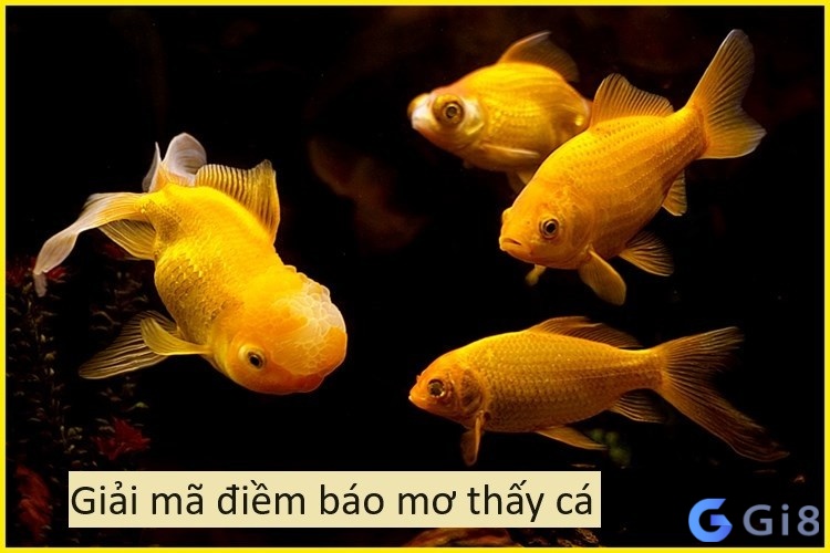 Giải mã điềm báo ngủ mơ bắt được nhiều cá Giải mã điềm báo ngủ mơ bắt được nhiều cá