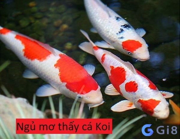 Ngủ mơ bắt được nhiều cá koi Ngủ mơ bắt được nhiều cá koi