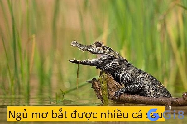 Ngủ mơ bắt được nhiều cá sấu Ngủ mơ bắt được nhiều cá sấu