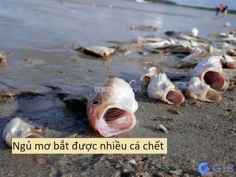 Ngủ mơ bắt được nhiều cá chết Ngủ mơ bắt được nhiều cá chết