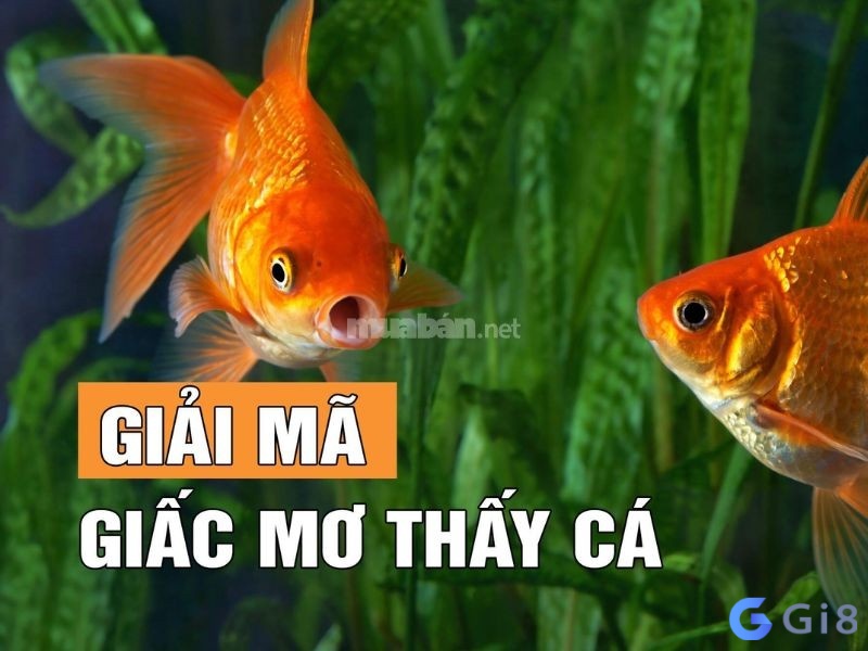 Giải mã giấc mơ khi thấy nhiều cá Giải mã giấc mơ khi thấy nhiều cá