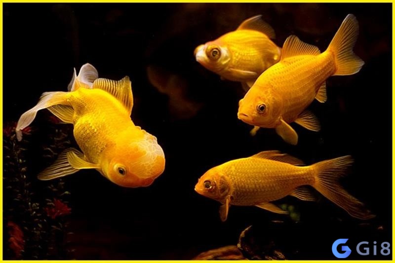 Cá đánh con gì – Luận giải giấc mơ để tìm ra dự báo Cá đánh con gì - Giải mã chiêm bao để nắm được dự báo