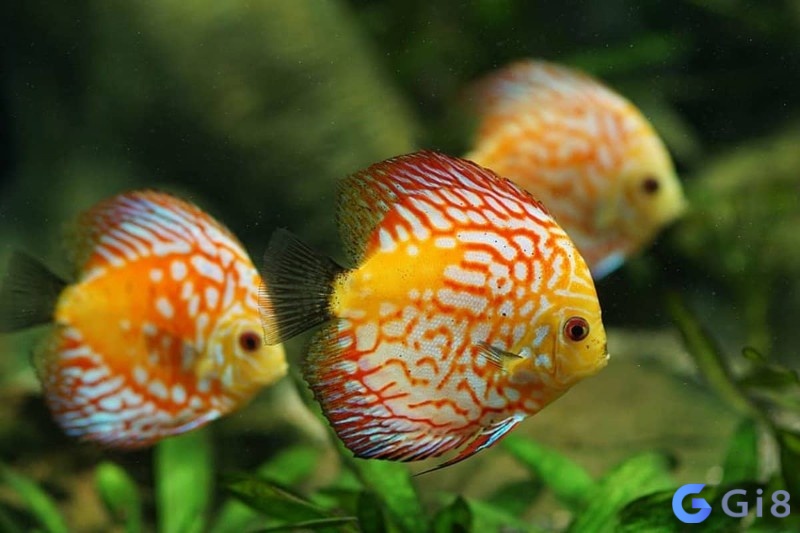 Cá đánh con gì – Thông qua tình tiết mơ để biết được sự kiện tương lai Cá đánh con gì - Thông qua tình tiết mơ để biết được sự kiện tương lai
