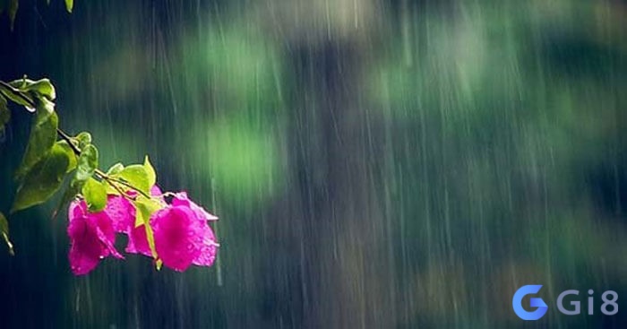 Những giấc mơ thấy mưa mang theo ý nghĩa gì? Những giấc mơ thấy mưa mang theo ý nghĩa gì?