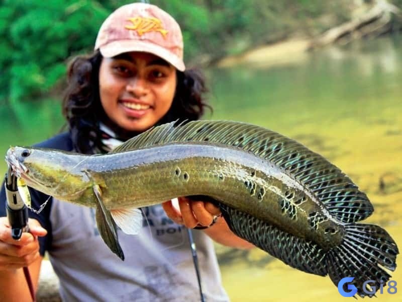 Điềm báo khi nằm mơ thấy bắt được cá có thể là lành hoặc dữ Điềm báo khi nằm mơ thấy bắt được cá có thể là lành hoặc dữ