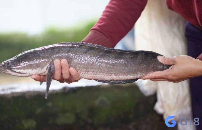 Giải mã dựa trên tình tiết chiêm bao chủ mơ được trải qua Giải mã dựa trên tình tiết chiêm bao chủ mơ được trải qua