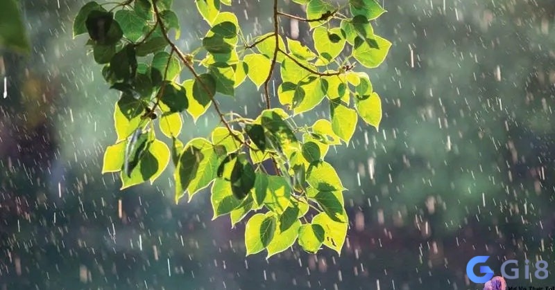 Nằm mơ thấy mưa ướt người mang theo điềm báo gì? Nằm mơ thấy mưa ướt người mang theo điềm báo gì?