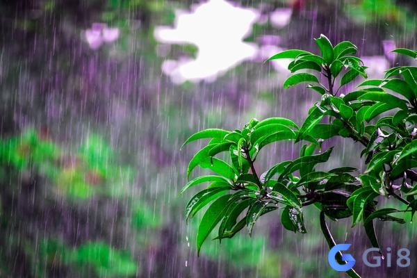 Nằm mơ thấy mưa ướt người nên làm gì? Nằm mơ thấy mưa ướt người nên làm gì?