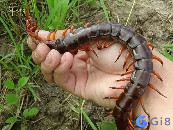 Nằm mơ thấy rết bò lên người chính là nhắc bạn cẩn thận sức khỏe Nằm mơ thấy rết bò lên người chính là nhắc bạn cẩn thận sức khỏe
