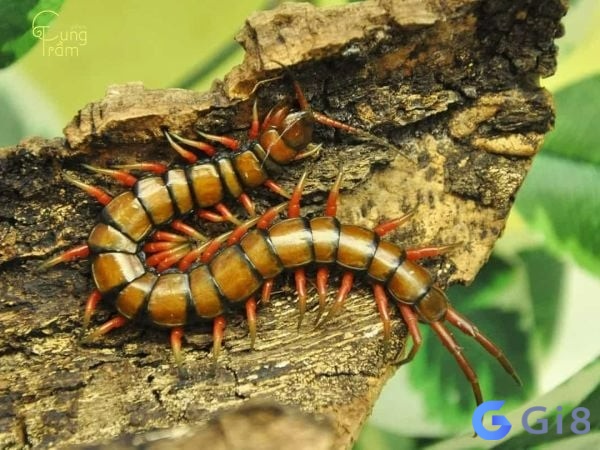 Một con rết to với kích thước khổng lồ là chứng tỏ bạn có nhiều hoài bão trong lòng Nằm mơ thấy rết bò lên người và còn rết rất to cho thấy bạn có rất nhiều hoài bão
