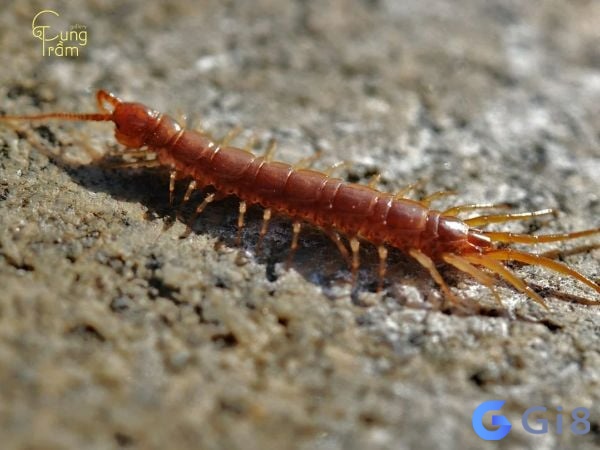 Nằm mơ thấy rết bò lên người mình thì có điềm báo gì? Nằm mơ thấy rết bò lên người mình thì có điềm báo gì?