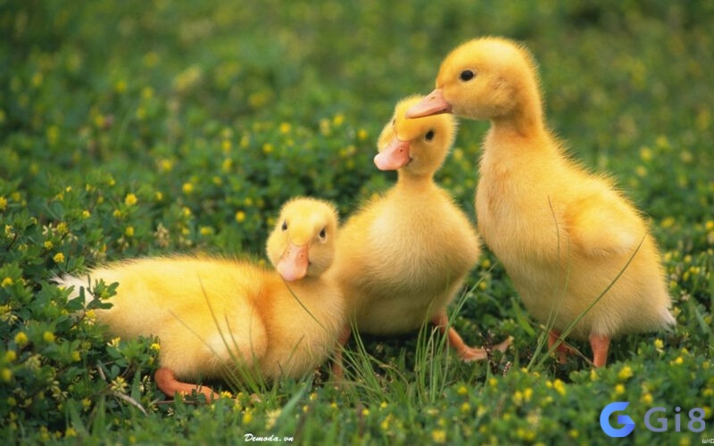 Chiêm bao thấy vịt con là báo hiệu bạn đang có việc khó quyết định, hoặc sắp có em bé chào đời Chiêm bao nằm mơ thấy vịt con là báo hiệu bạn đang có việc khó quyết định, hoặc sắp có em bé chào đời