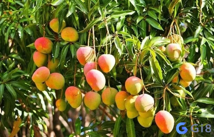 Nằm mơ thấy hái quả xoài chín từ cây xuống là điềm báo bạn đã lựa chọn hướng đi đúng Mơ hái xoài là điềm báo tốt cho sự nghiệp, vậy nằm mơ thấy xoài chín đánh số gì
