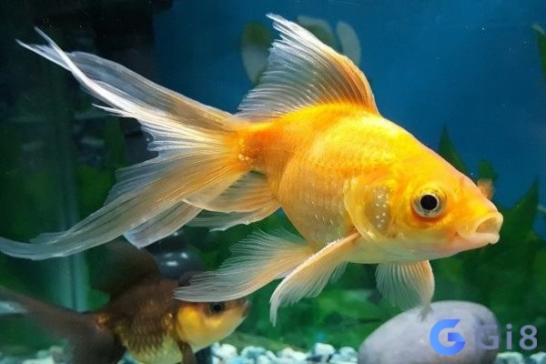 Giải mã mơ thấy cá theo tình tiết xảy ra trong mơ Giải mã mơ thấy cá theo tình tiết xảy ra trong mơ