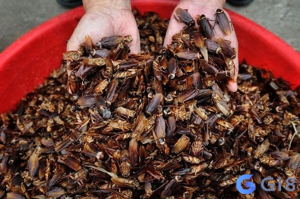 Mơ thấy gián giúp dự đoán tương lai Mơ thấy gián giúp dự đoán tương lai