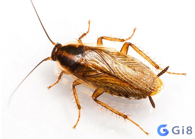 Con gián số bao nhiêu giúp đề thủ trúng lớn? Con gián số bao nhiêu giúp đề thủ trúng lớn?