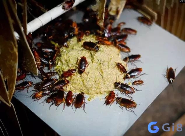 Con gián số bao nhiêu tùy thuộc vào bối cảnh mơ cụ thể Con gián số bao nhiêu tùy thuộc vào bối cảnh mơ cụ thể