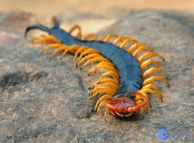 Mỗi chiêm bao sẽ gắn với thông điệp mơ khác nhau Mỗi chiêm bao sẽ gắn với thông điệp mơ khác nhau