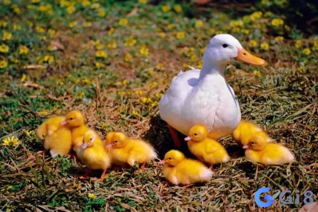 Chiêm bao thấy đàn vịt xảy ra nhiều trường hợp thú vị Chiêm bao thấy đàn vịt xảy ra nhiều trường hợp thú vị