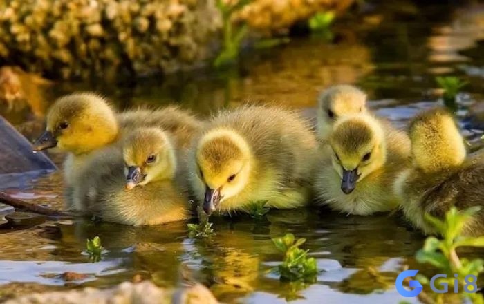 Mơ thấy đàn vịt đánh con gì để chủ mộng phát tài? Mơ thấy đàn vịt đánh con gì để chủ mộng phát tài?
