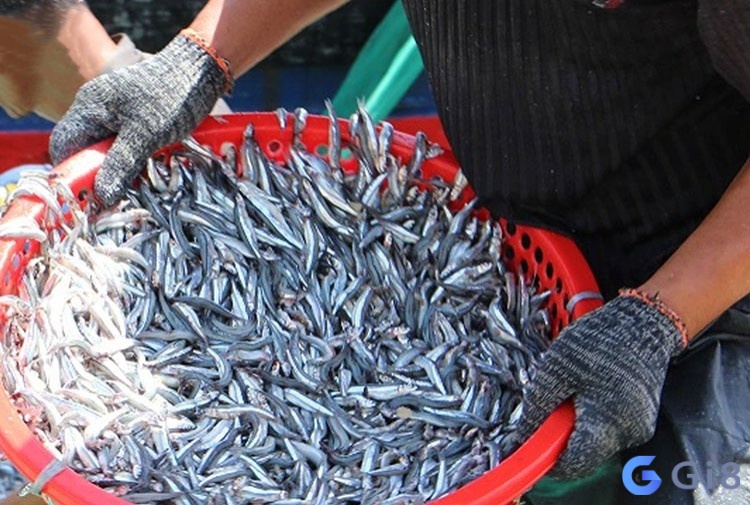 Mơ thấy mua cá liệu mang tới con số đề nào cải vận? Mơ thấy mua cá liệu mang tới con số đề nào cải vận?