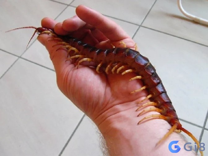 Chiêm bao thấy rết xuất hiện giúp tiên đoán chuyện sắp xảy ra Chiêm bao thấy rết xuất hiện giúp tiên đoán chuyện sắp xảy ra