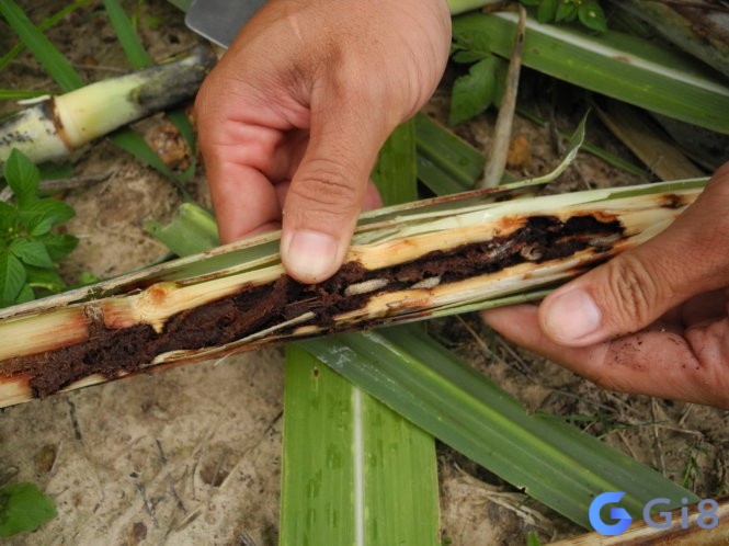 Mộng thấy cây mía bị sâu dự báo thành quả của bạn có thể tiêu tan Mộng thấy cây mía bị sâu dự báo thành quả của bạn có thể tiêu tan
