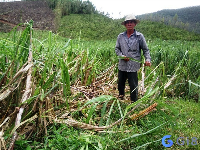 Chiêm bao thấy cây mía bị gãy đừng quá lo lắng vì đó không phải điềm xấu Chiêm bao thấy cây mía bị gãy đừng quá lo lắng vì đó không phải điềm xấu