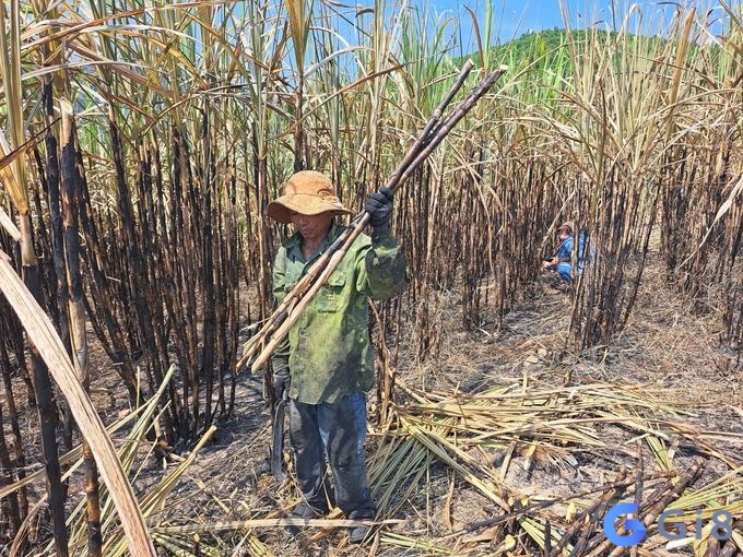 Mơ thấy đốt cây mía hãy cẩn thận bị dòm ngó tài sản Mơ thấy đốt cây mía hãy cẩn thận bị dòm ngó tài sản