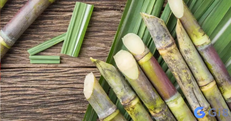 Mơ thấy cây mía chứa đựng nhiều điềm báo cho người nằm mơ Mơ thấy cây mía chứa đựng nhiều điềm báo cho người nằm mơ
