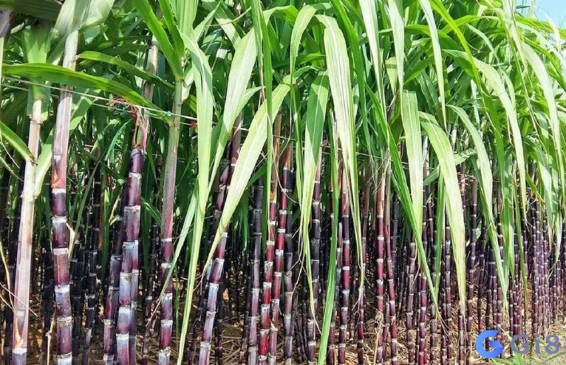 Mơ thấy cây mía đánh đề con gì còn tùy vào chi tiết giấc mơ ra sao Mơ thấy cây mía đánh đề con gì còn tùy vào chi tiết giấc mơ ra sao