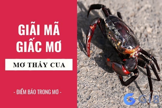 Cùng Gi8 tìm hiểu chiêm bao nằm ngủ mơ thấy con cua có điềm báo gì Cùng Gi8 tìm hiểu chiêm bao nằm ngủ mơ thấy con cua có điềm báo gì