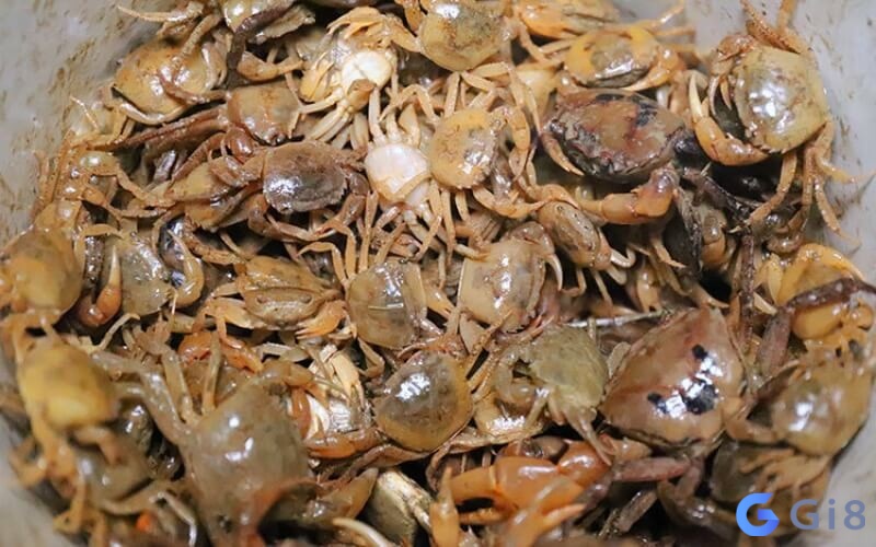 Mơ thấy cua đồng dự báo về trắc trở trong công việc Mơ thấy cua đồng dự báo về trắc trở trong công việc