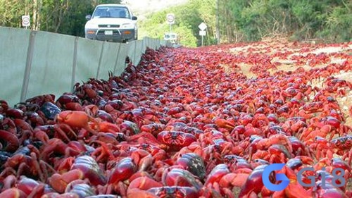 Mơ thấy cua màu đỏ nhắc nhở bạn nên cẩn trọng trong các mối quan hệ Mơ thấy cua màu đỏ nhắc nhở bạn nên cẩn trọng trong các mối quan hệ