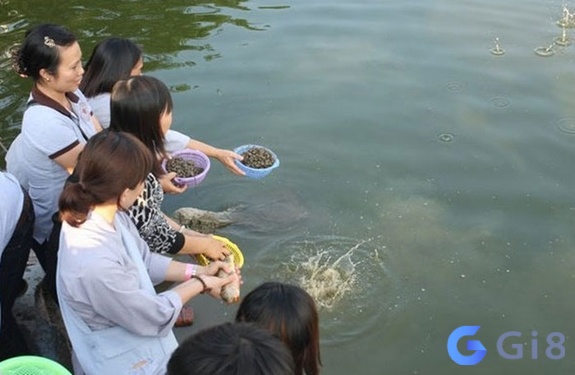 Bạn mơ thấy phóng sinh cá ở ao hồ là điềm báo tốt cho việc làm ăn Bạn mơ thấy thả cá ở ao hồ là điềm báo tốt cho việc làm ăn