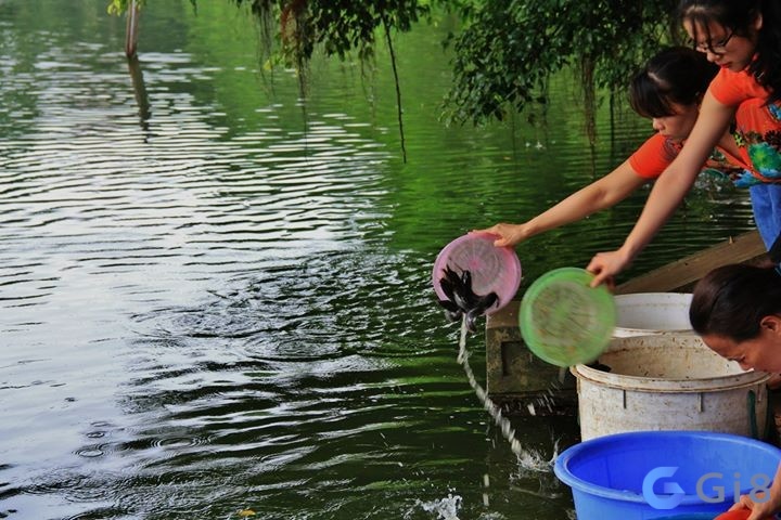 Mơ thấy thả cá đánh con số mấy? Mơ thấy thả cá đánh con số mấy?