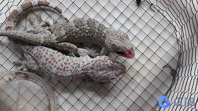 Tắc kè số mấy để chủ mộng trúng lớn chiều nay? Tắc kè số mấy để chủ mộng trúng lớn chiều nay?